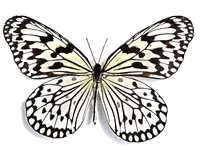 Natural Real Butterfly Display Real Butterfly Wingsstudent Creative Birthday Gift Transparent Box Gift DIY 2
