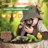 1 Box Animal And Plant Growth Cycle Examples Children Toy Insect Models Montessori Learning Aids 4