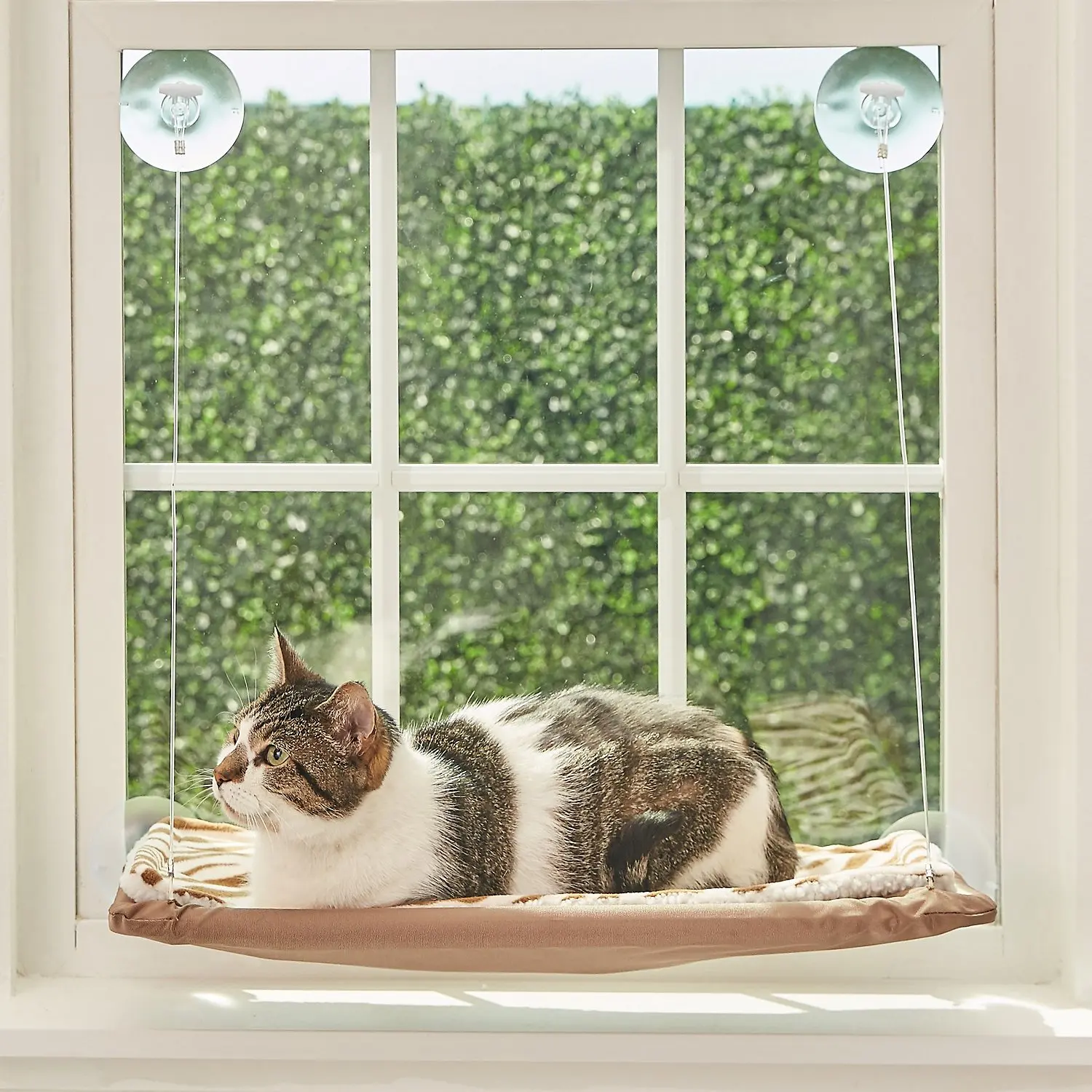 getting a kitten for christmas
