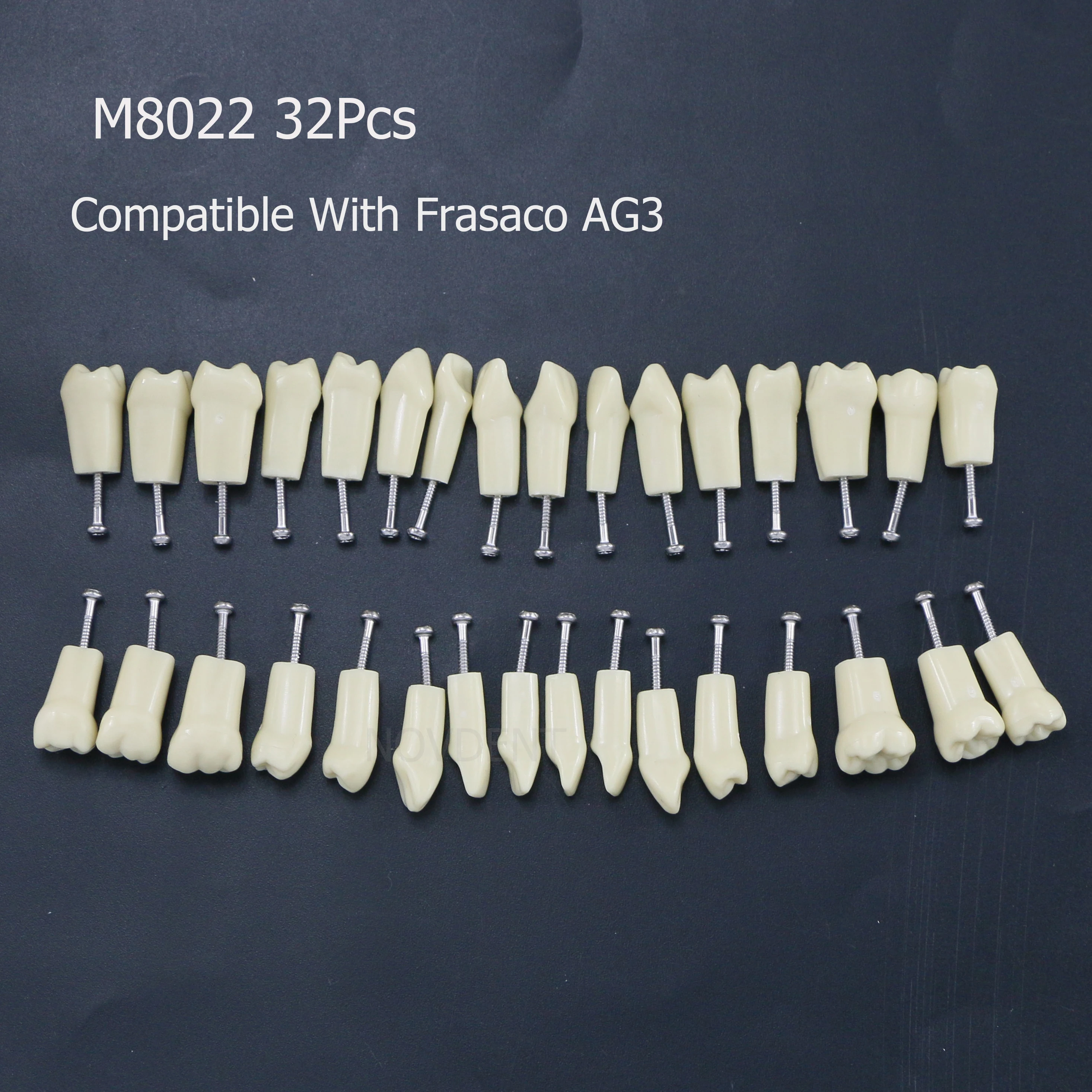 Typodont Dentaire Frasaco AG-3 Style - Modèle Standard 32 Pièces, Pour Montage Pratique, Neuf
