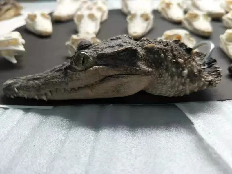 Animal Skullsmall Ornaments Crocodile Ornament Specimen Key Buckle Creative and Personalized Decorations Handicrafts Gifts 2