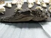 Animal Skullsmall Ornaments Crocodile Ornament Specimen Key Buckle Creative and Personalized Decorations Handicrafts Gifts 2
