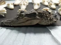 Animal Skullsmall Ornaments Crocodile Ornament Specimen Key Buckle Creative and Personalized Decorations Handicrafts Gifts 2
