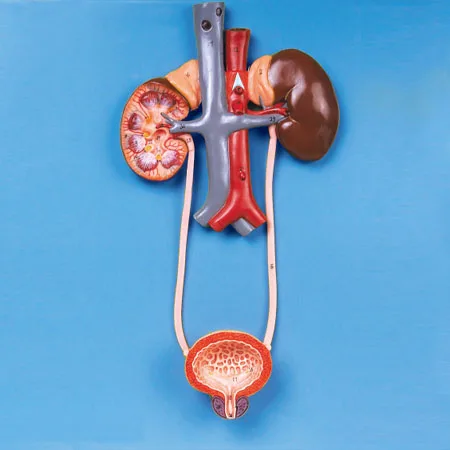 

Urinary System Anatomical Model,Organ Anatomy of kidney, ureter, bladder