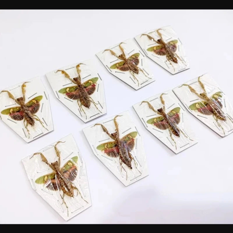 Creobroter Gemmatus Real Insect Mantis Specimens DIY Crafts Collection Exhibition Home Decoration Teaching Observation 4