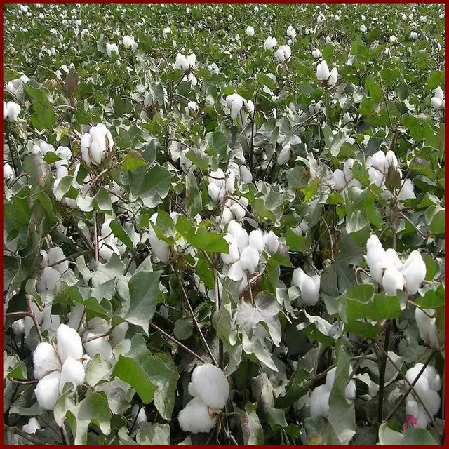 Aatc Növény Növekedési Hormon /Natca - Image 6