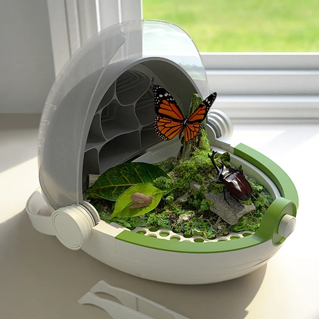 Boîte à ver à soie pour enfants, étui de collecte d'insectes, jouets  naturels, jouet d