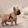 Soft Suede Dog Harness Bling Rhinestone Harness Diamond Leather Pet Harnesses for Small Medium Dogs Cats Red Pink Black 4