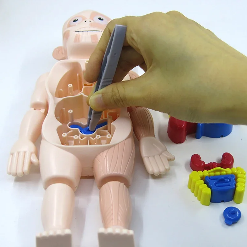 Body Anatomy Model For kids Children Human Torso Model Montessori Educational Learning Toys Organ Assembled Toy Kids 3D Puzzles 5