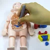 Body Anatomy Model For kids Children Human Torso Model Montessori Educational Learning Toys Organ Assembled Toy Kids 3D Puzzles 5