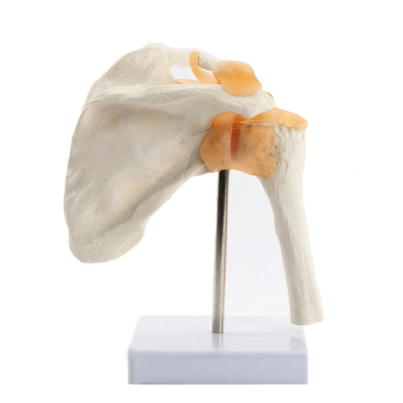 Human Functional Shoulder Joint Anatomy Model Medical Science Teaching Resources Dropshipping anatomical models