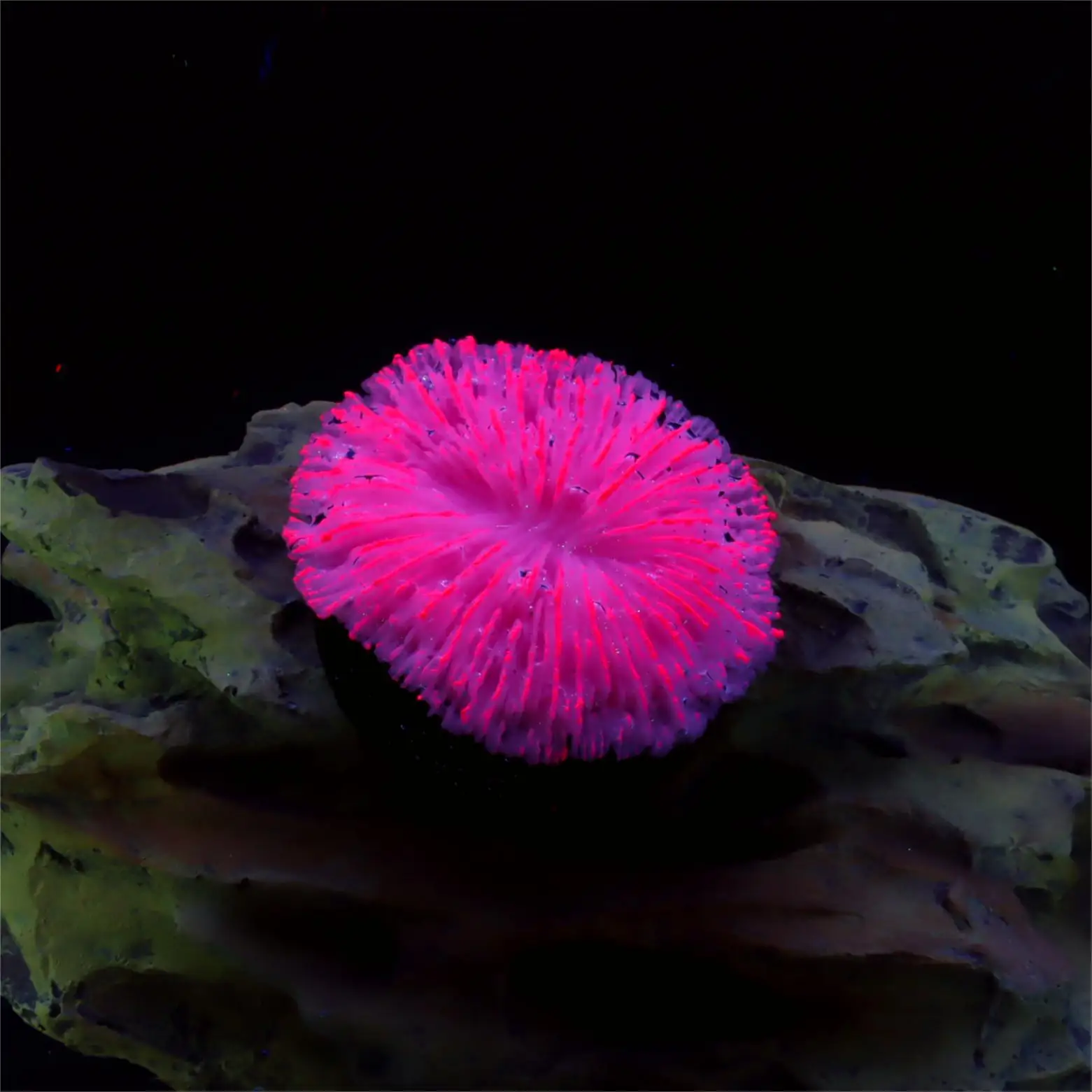 Saw Coral Decoration 6
