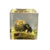 Resin Epoxy Real Dung Beetle Specimen Insect Taxidermy Acrylic Clear Resin Dung Beetle Insect Sample Bug Collection House Decor 5