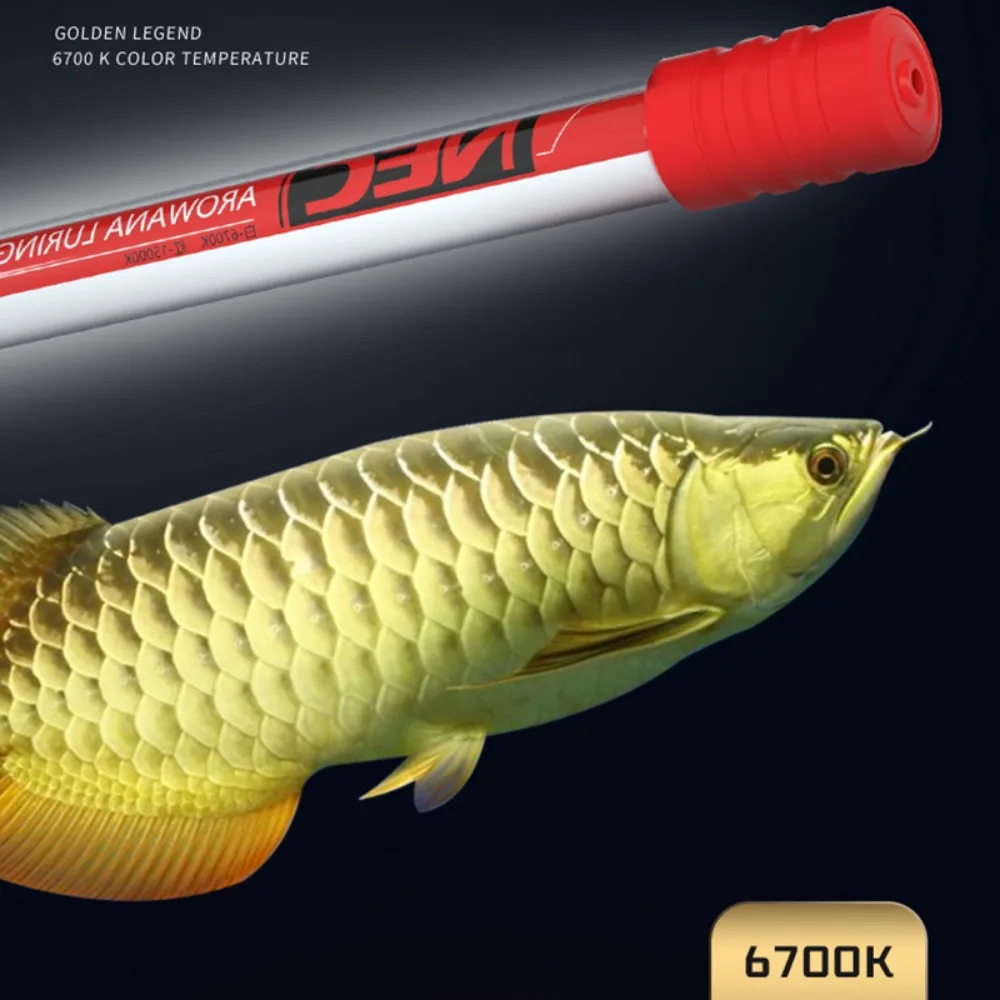 キ*ン様 Arowana Magical Light Series キ*ン様 Arowana Magical Light Series Arowana Special New