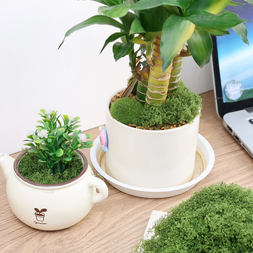 500/30G Artificial Green Plants Eternal Life Moss Mini Landscape Fake Grass DIY Crafts Grass Garden Home Room Potting Decoration 3
