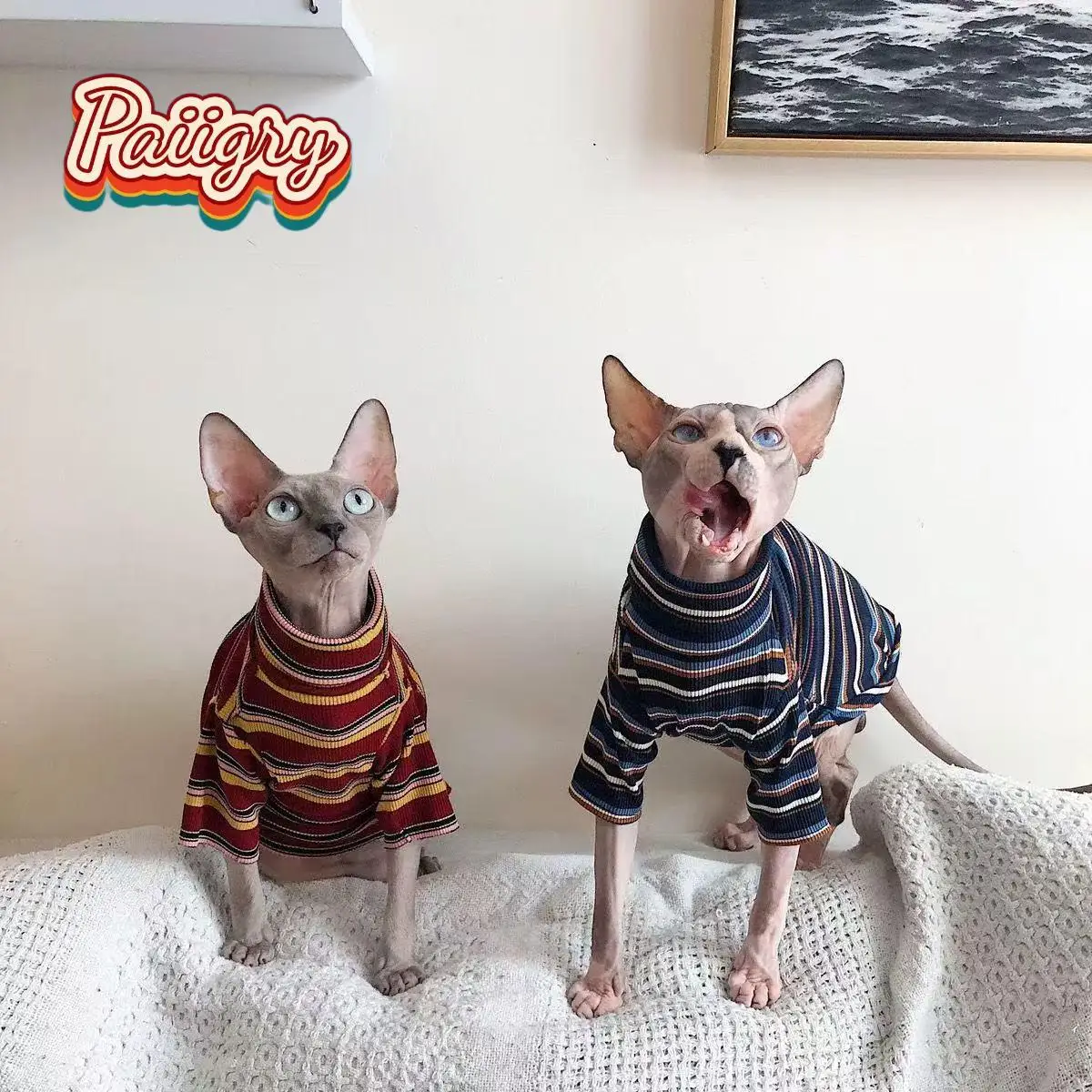High cold retro style cat pet T-shirt, trendy fashion short sleeve, hairless cat must-have, summer pet clothing 5