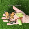 Simulation Small Insect Animals Growth Life Cycle Model Bee Spider Frog Butterfly Figurine Cute Kids Baby Early Educational Toys 2