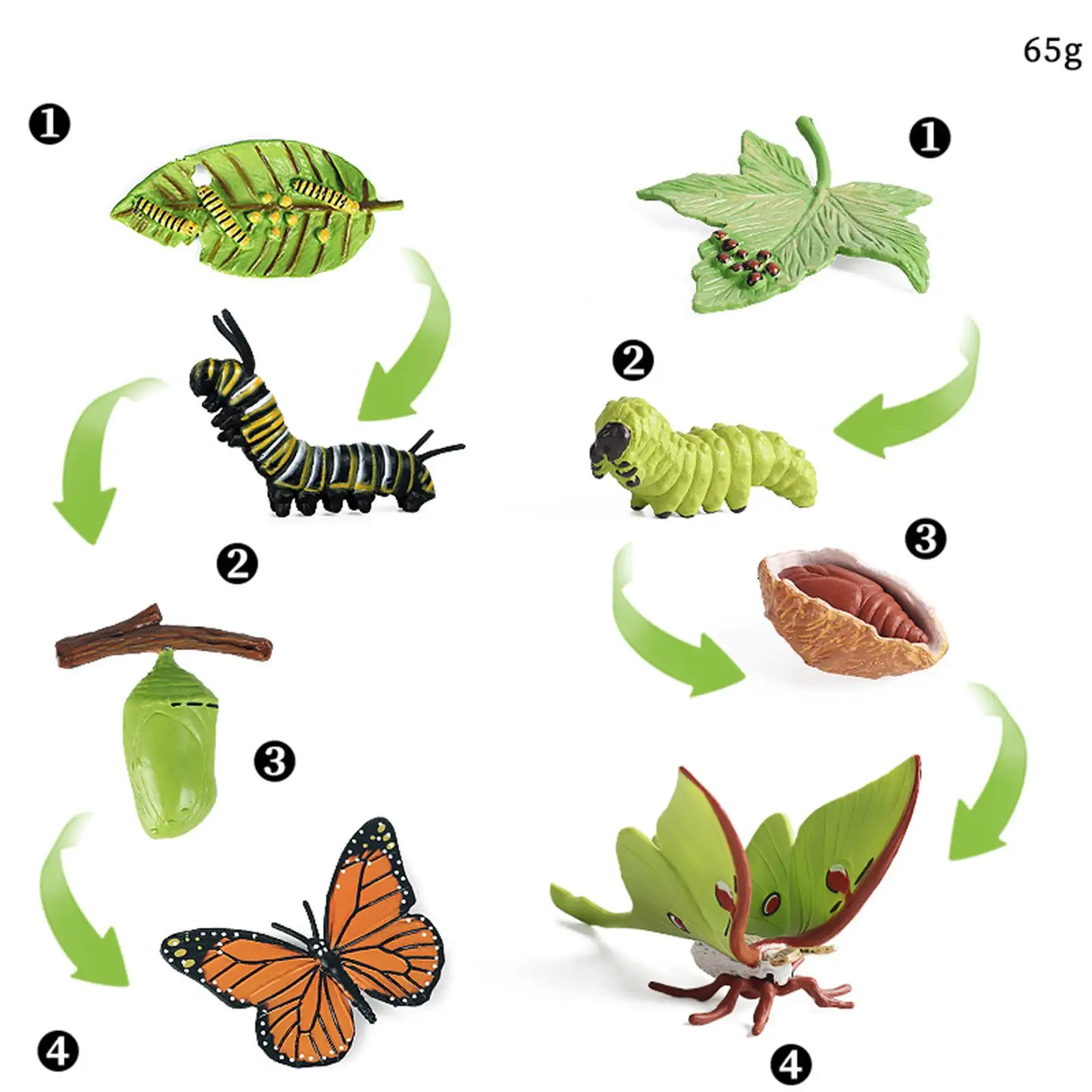 Butterfly Moth Life Cycle Model Stages Of Butterfly Moth, 45