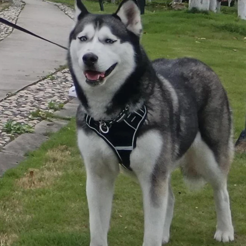 Oxford Big Dog Harness and Leash Set Reflective Adjustable Pet