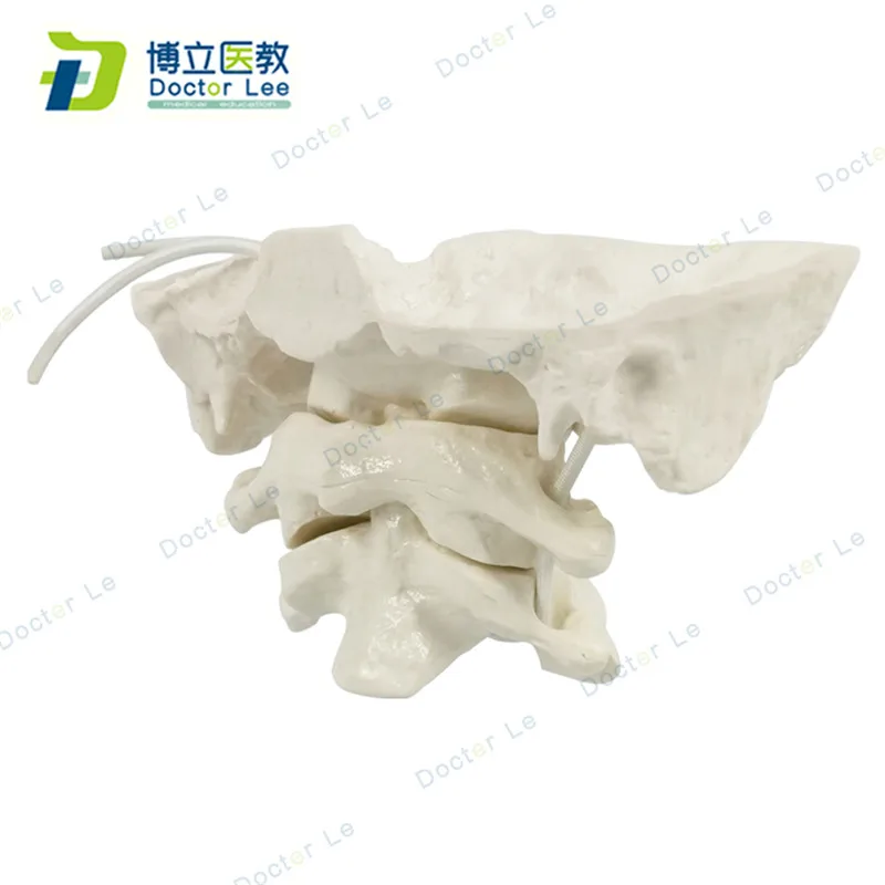 Enlarge the occipital, axial and atlas wiggly skeleton models for medical science learning