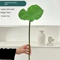 Small Lotus Leaf