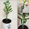 10pcs Gardening tools Plant potted flower fixed anti fall frame Shape support rod Reusable plant scaffold Bonsai fixing tool 5