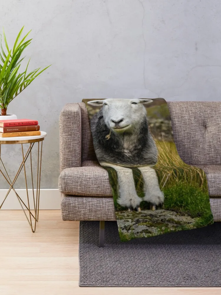 Herdwick-���� ������ ���, ��Ƽ �ʸ� �ö��� ���Ÿ� St ���