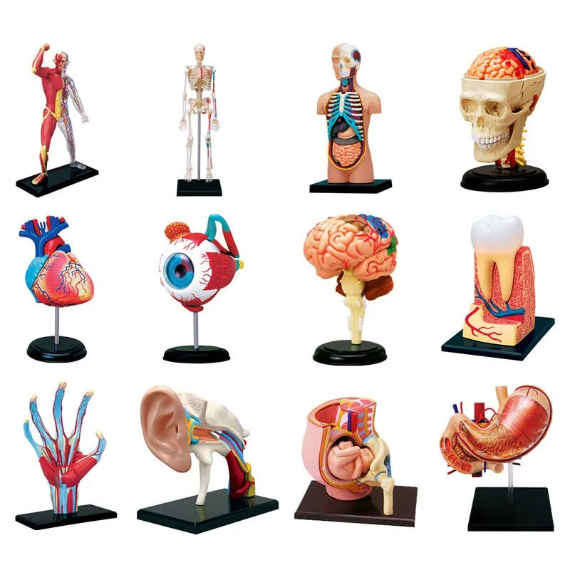 4D MASTER corpo umano Torso organo modello anatomico selezione Puzzle educativo assemblaggio giocattolo fornitore medico insegnamento