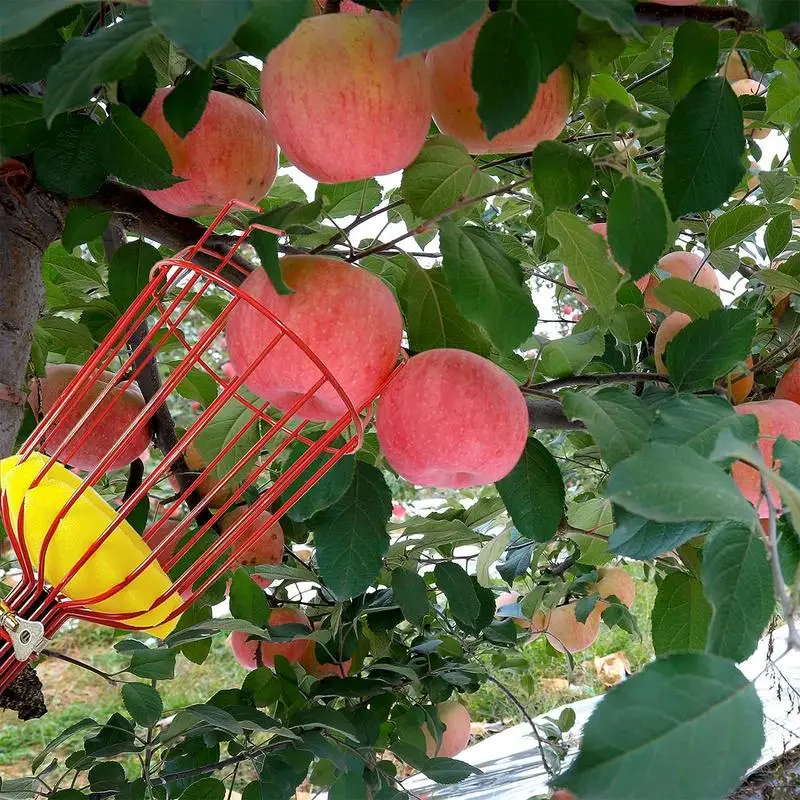 Recolector de frutas ajustable de Metal, herramienta para recoger frutas,  con poste telescópico de 4,9 pies, ligero y ergonómico - AliExpress