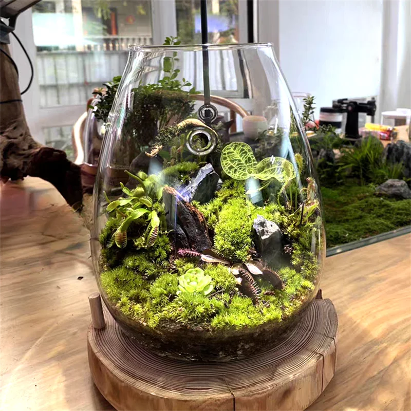 Micro Landscape Glass Bottles With Cover Fresh Green Succulent Moss Bottle Glass Vase Glass Terrarium Bonsai Home Desktop Decor 6