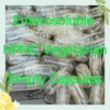 0# 1000PCS Vegetarian Enteric Coated HPMC Empty Capsule,Enterosoluble Empty Vegetable Capsule Case, Medical Packing Powder, 1