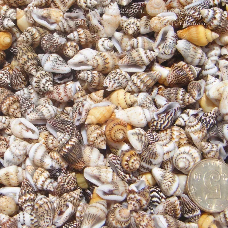 100pcs 1-2 cm Natural Sea Shells Conch Beach Decor Craft Seashell Aquarium Marine Style Fish Tank Seashells Conch Embellishment natural shell ornaments
