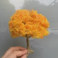 OrangeB10cm