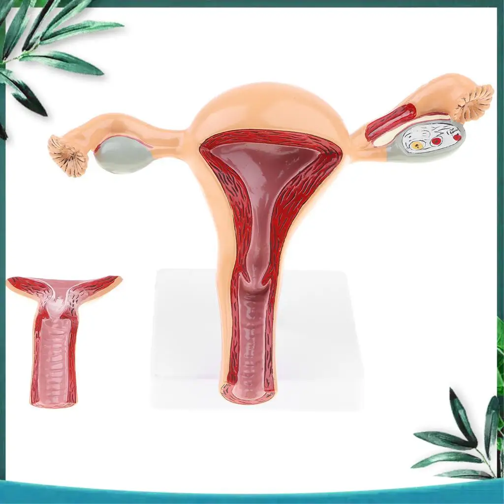 Female Reproductive Anatomy Model 3