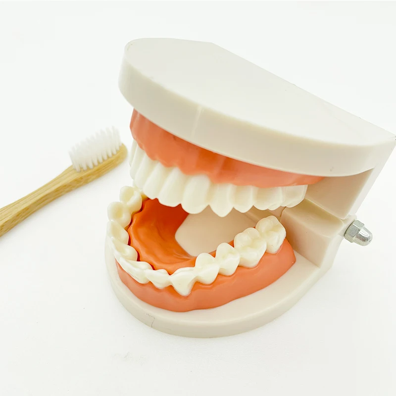 Montessori Educational Toys for Children Early Learning Kids Intelligence Brushing Tooth Teaching Aids Simulated Practical Life - 6