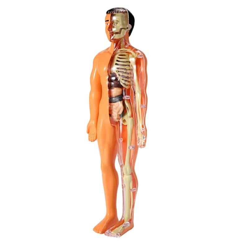 

3D Human Body Anatomy Model Children Plastic DIY Skeleton Toy Science Early Learning Aids Educational Toys