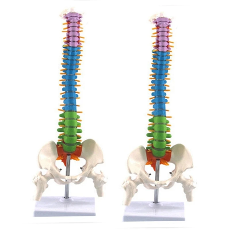 

2X 45Cm With Pelvic Human Anatomical Anatomy Spine Spinal Column Model Teaching Resources For Students