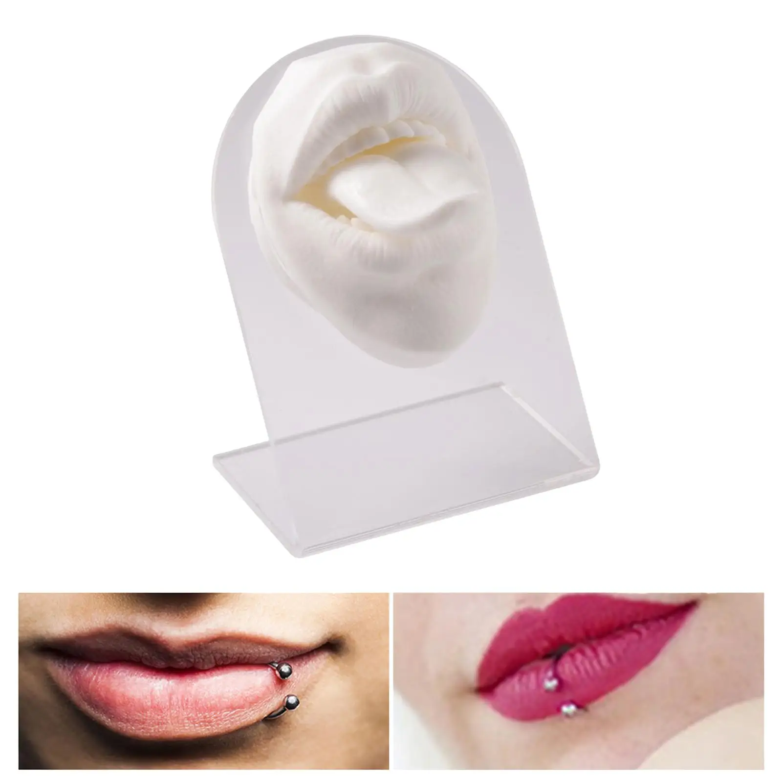 

3D Silicone tongues Model with Display Stand Flexible Simulation Practice Tool Teaching Tool Education Display Jewelry Display