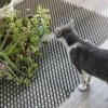 12Pcs/set Garden Anti-Cat Prickle Mat Cat Scat Mat with Ground Spikes and Cable Ties Keep Cat Dog Away Digging Repellent Mat 4