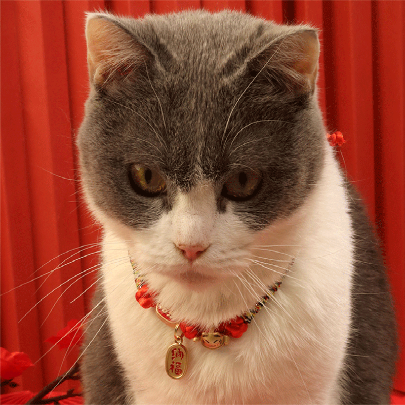 Title 9, Cat Dog Collar Bell Pendant for Kitten Puppy Pe...