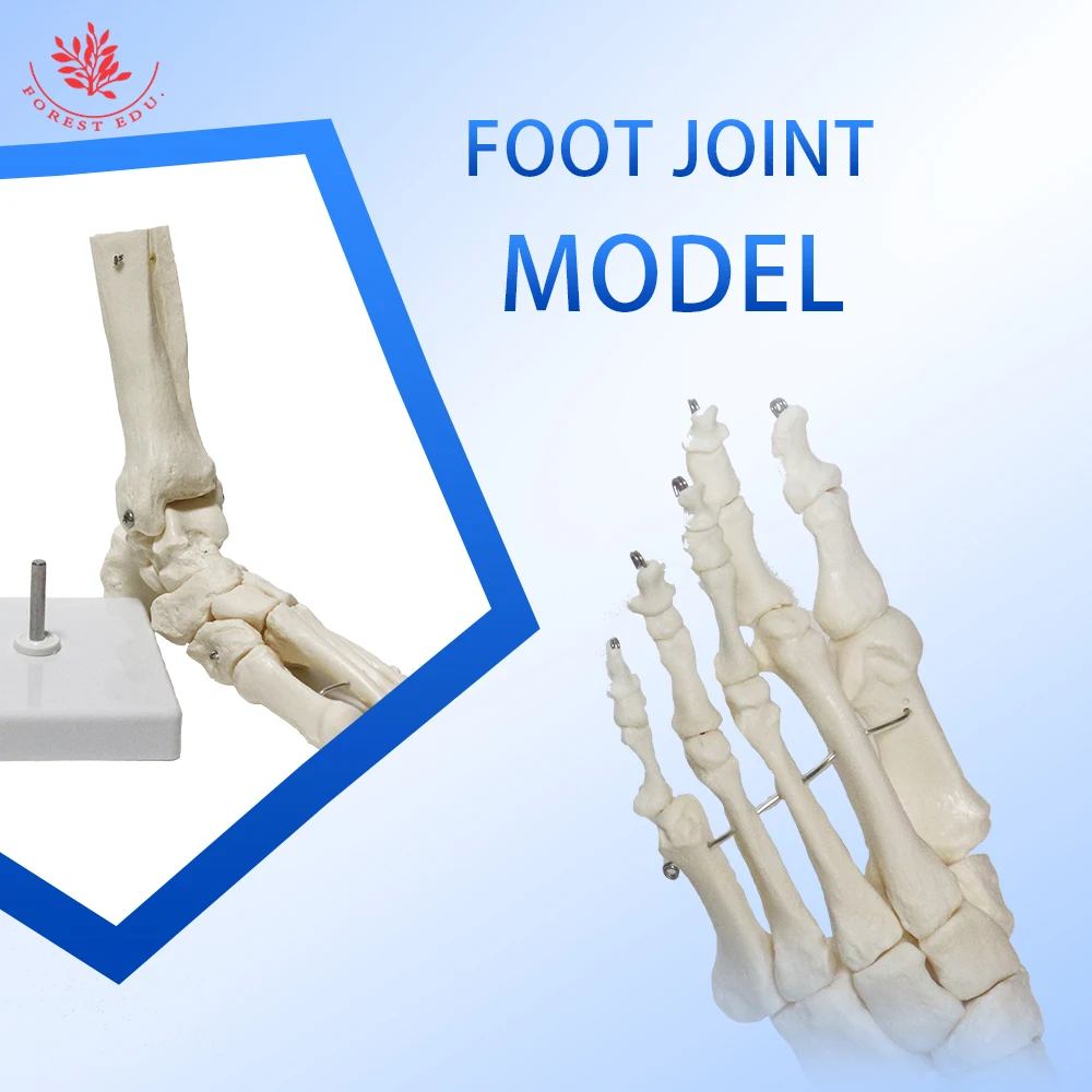 Skeleton Foot Model FRT027-1 Ankle Joint Life Size Toes Can Bend Medical Science Pure White Manual Production Anatomical Model