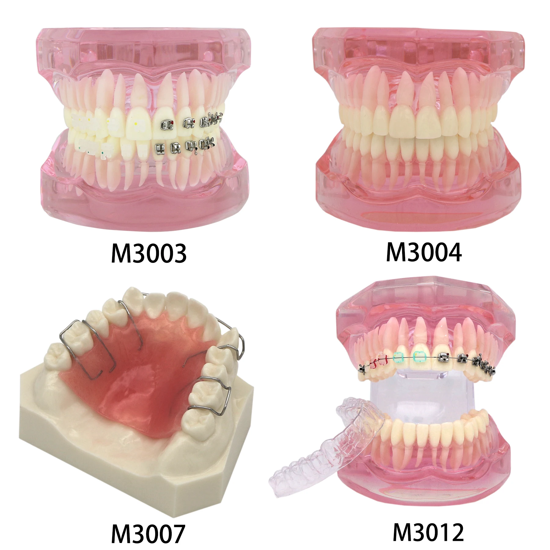 

Dental Orthodontic Teeth Model with Metal Ceramic Brackets Lingual Braces Tube