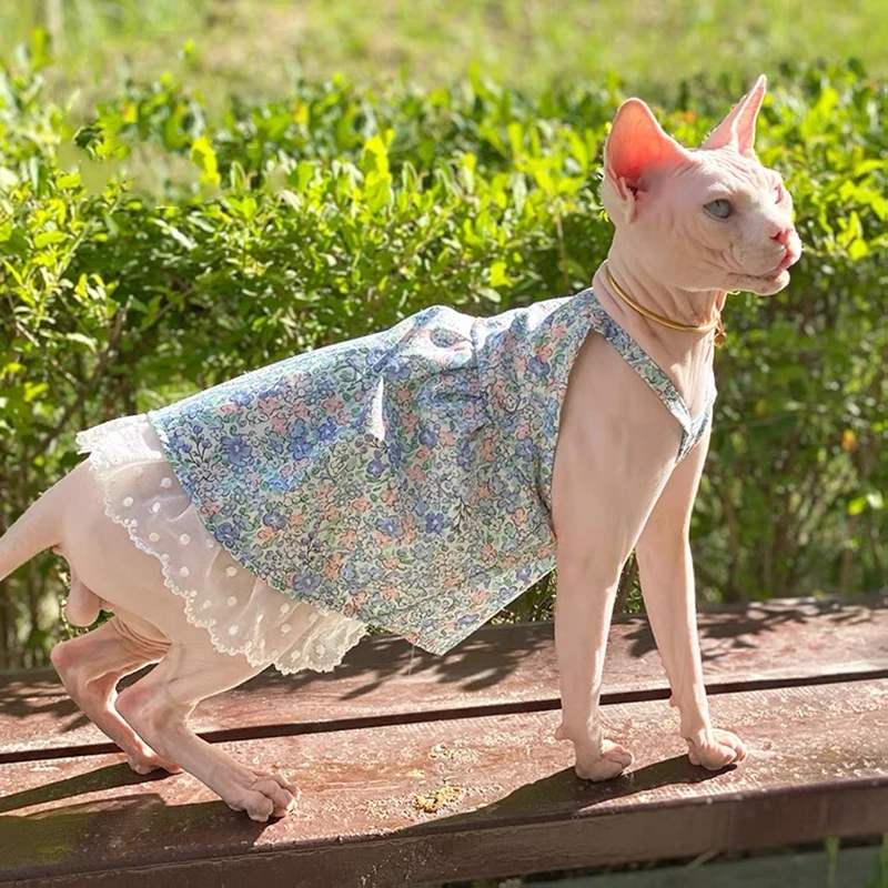 A Hairless Cat Dog