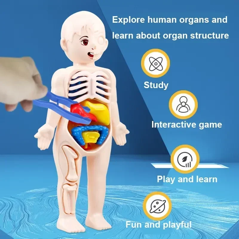 Human Body DIY Assembly 3D Puzzle Anatomy Model Teaching Process Organ Assembled Toys Body Organ Education for Children 2