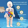 Human Body DIY Assembly 3D Puzzle Anatomy Model Teaching Process Organ Assembled Toys Body Organ Education for Children 2