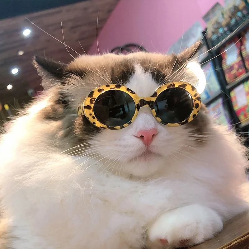 When your cat is too sleepy to complain about the glasses 🤭 : r/cats