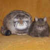 Vivid Cat Plush Pillow Fully Filled Pallas's Cat Doll PP Cotton Filling Simulated Manul Stuffed Animal Plush Toy  Ornament 3