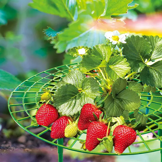5/10/20Db Strawberry Támogatja A Gyümölcs Zöldségtermesztési Állvány Szamóca Tartóját, Hogy Megemelje Gyümölcsöket, Elkerülje Föld Rothadását - Image 6