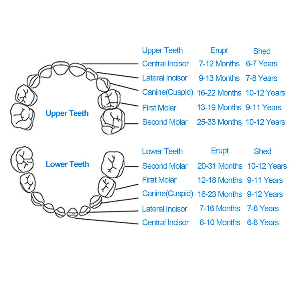 Схема зубов у ребенка как лезут до 1 года. У детей выпадают молочные зубы схема. Хранение молочных зубов. Очередность выпадения молочных зубов. Зубы у ребенка порядок прорезывания сроки коренные.