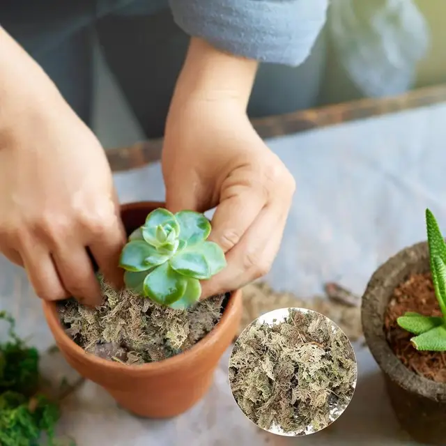 Szárított Sphagnum Mohás Cserepes Növények Hidratálják A Táplálkozás Bio Műtrágya Védelme Orchidea Zamatos Növény Barkácsolás Virág Edénykert - Image 2